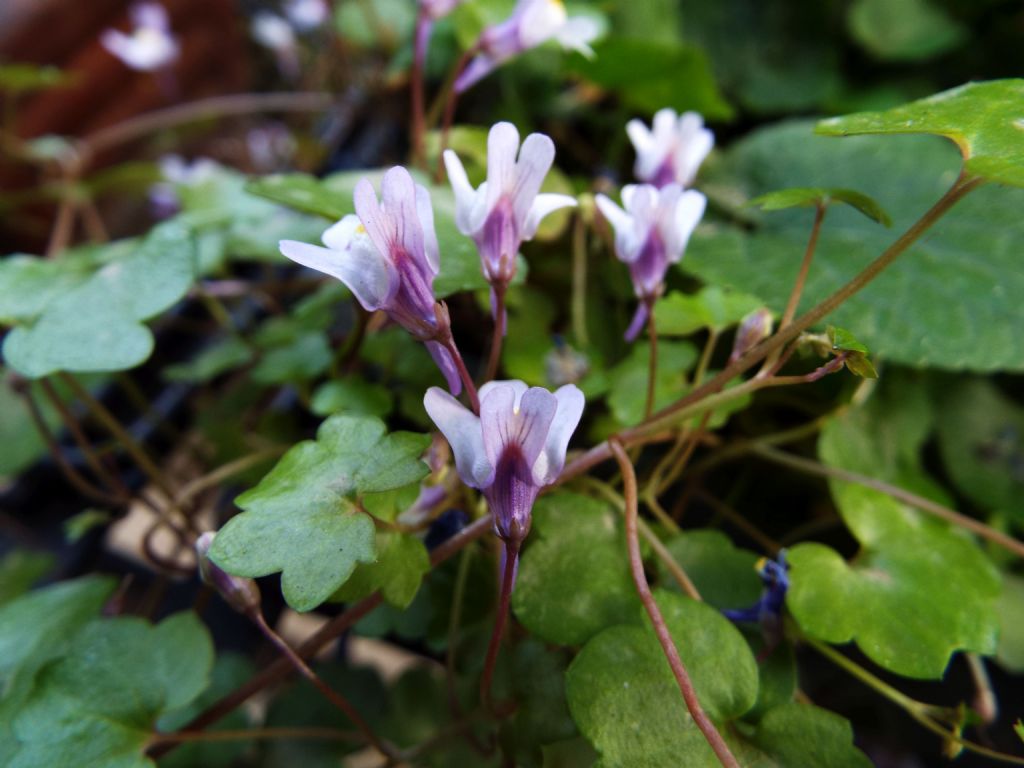 Cymbalaria muralis (Lamiales - Plantaginaceae)